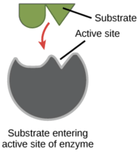 Enzyme action